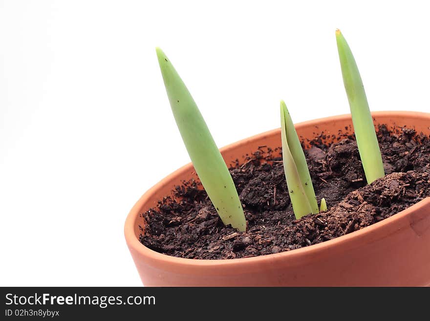 Tulips growing in a flower pot. Tulips growing in a flower pot