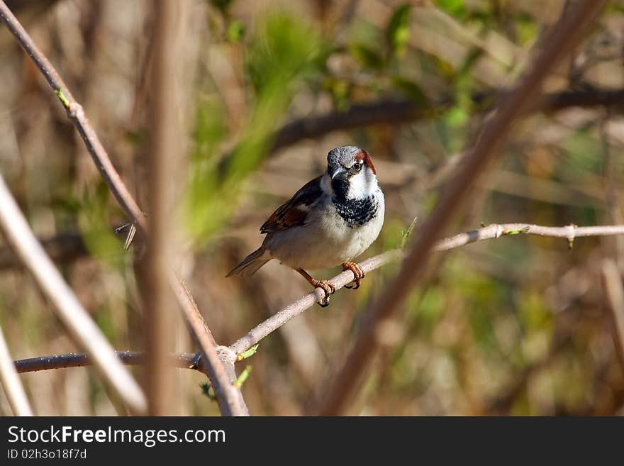 House Sparrow Male