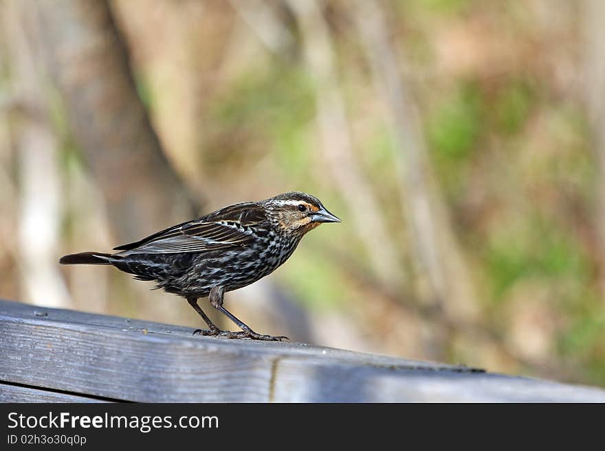 Red-winged Blackbird Female On rail In Morning Sun