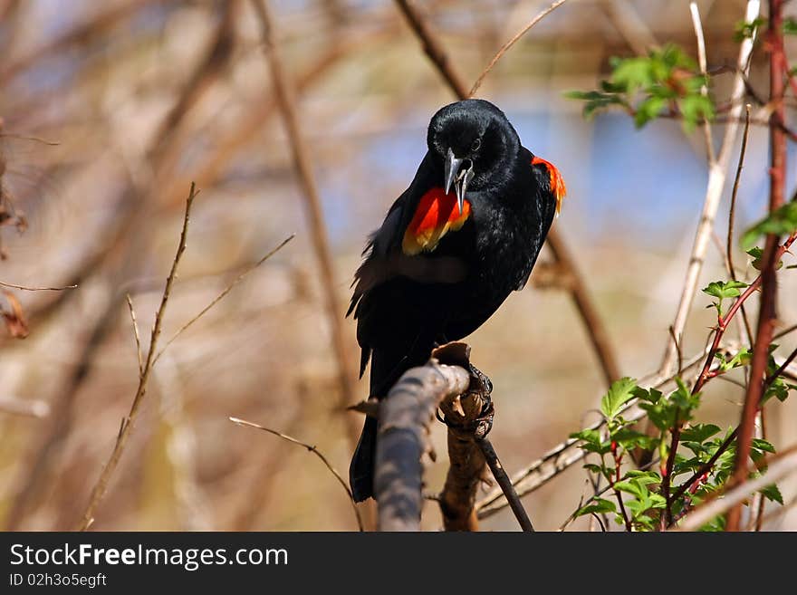 Red-winged Blackbird Male Perched On Branch