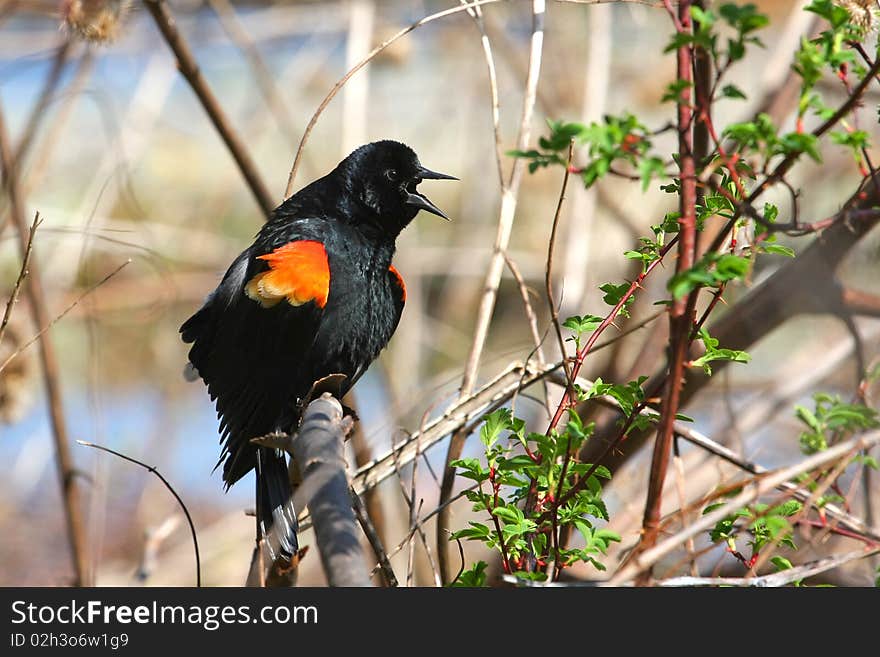 Red-winged Blackbird Male Displaying In Morning Sun