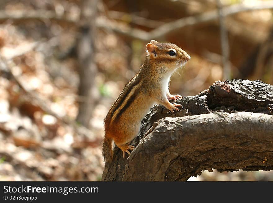 Chipmunk On Dead Tree In Afternoon Sun