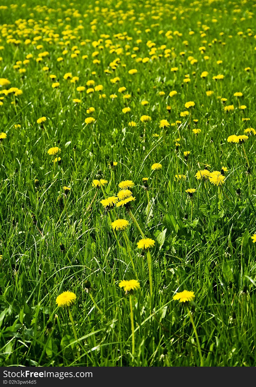 A field of dandelions on a background of grass