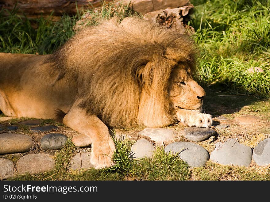 Portrait of the lion in the zoo