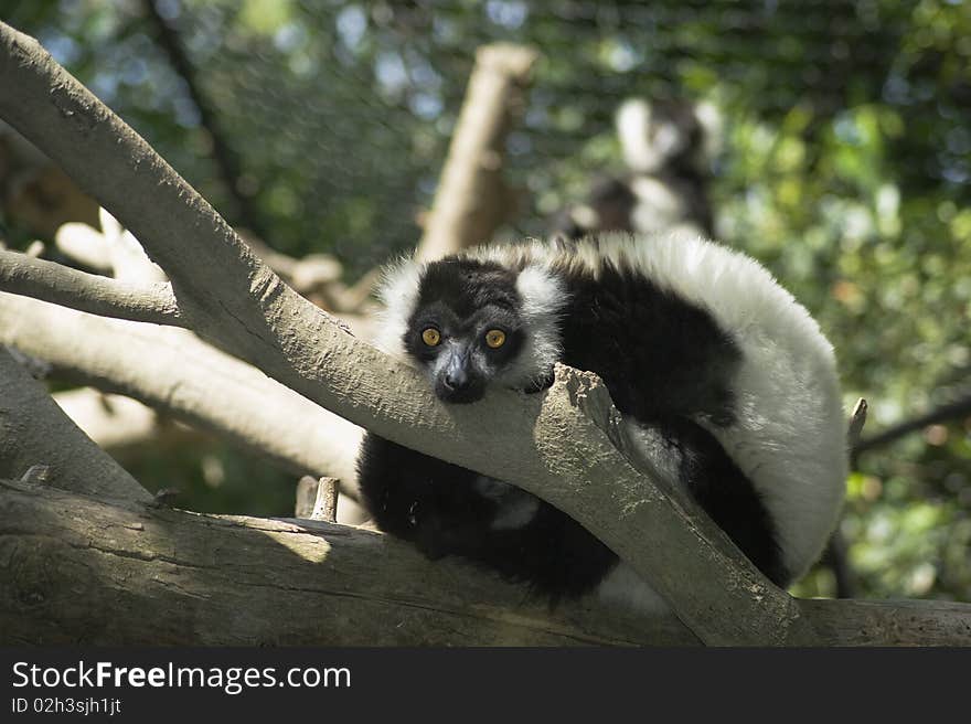 Lemur