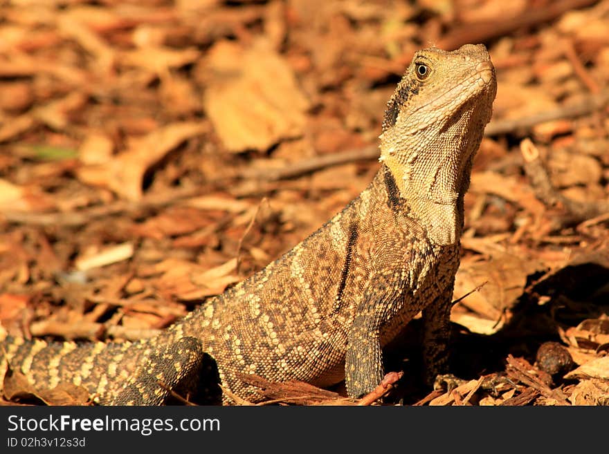 Australian Dragon Lizard on bushland floor.