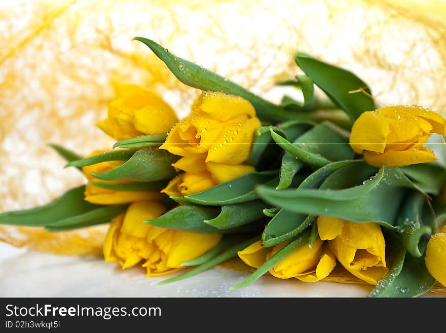 Yellow tulips