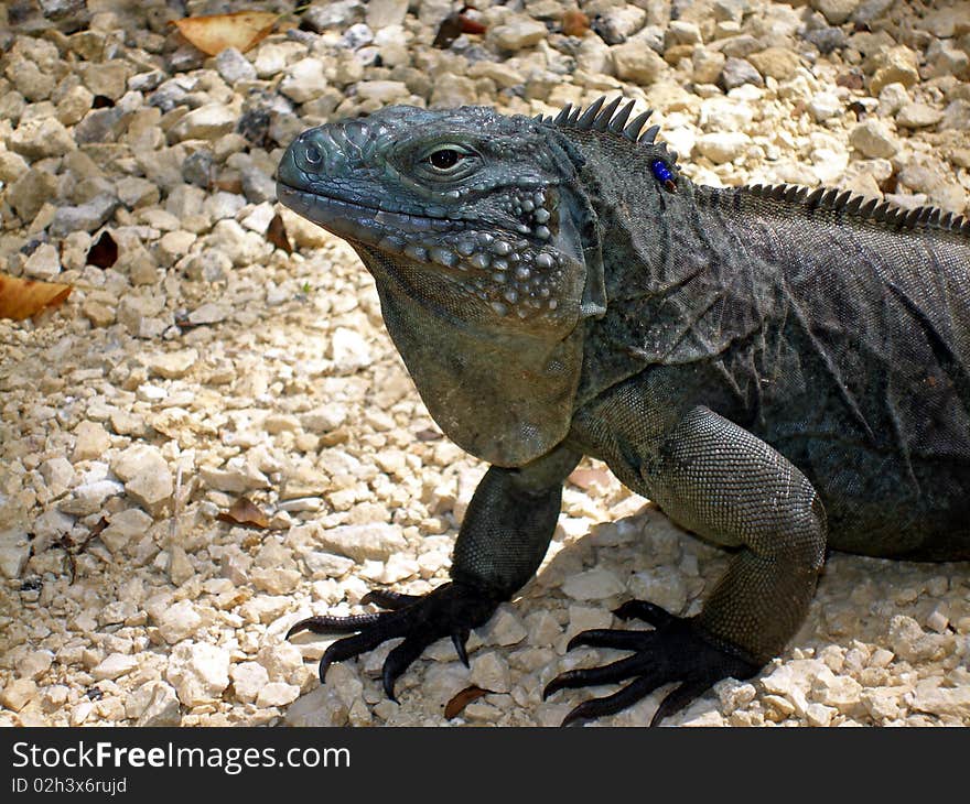 An endangered blue iguana that lives in the Caribbean.