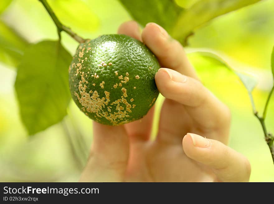 Reaping A Lime