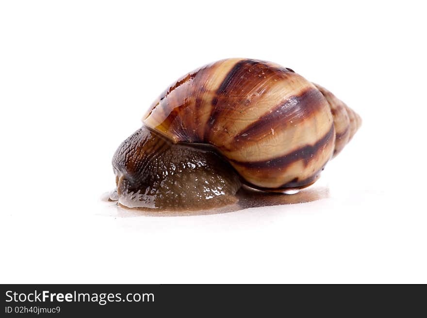 Close up shot of live snail isolated on white background. Close up shot of live snail isolated on white background