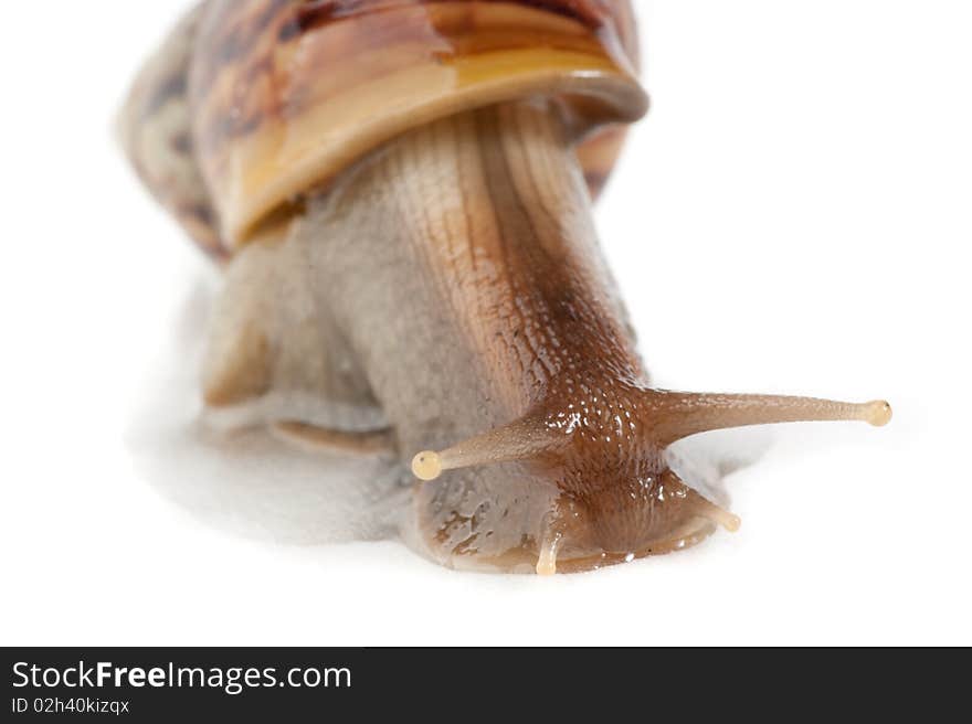 Close up shot of live snail isolated on white background. Close up shot of live snail isolated on white background