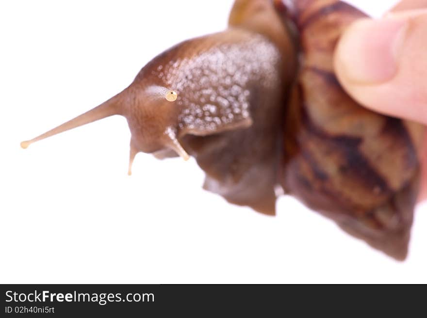 Close up shot of live snail isolated on white background. Close up shot of live snail isolated on white background