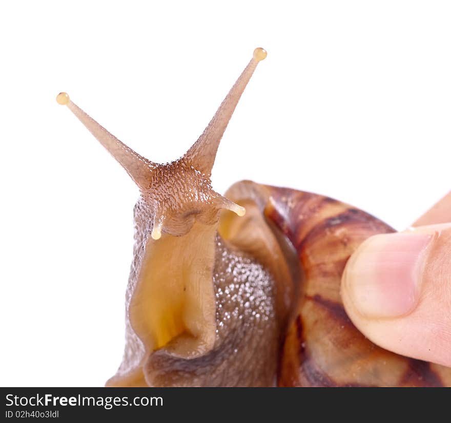 Close up shot of live snail isolated on white background. Close up shot of live snail isolated on white background