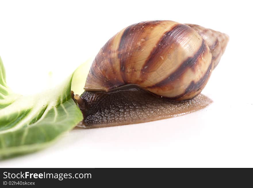 Snail macro