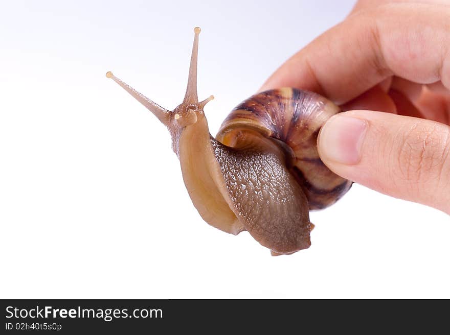 Close up shot of live snail isolated on white background. Close up shot of live snail isolated on white background