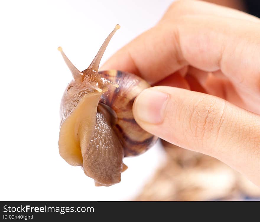 Close up shot of live snail isolated on white background. Close up shot of live snail isolated on white background