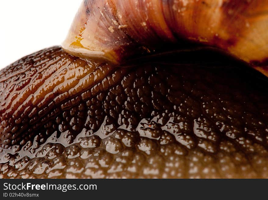 Snail macro