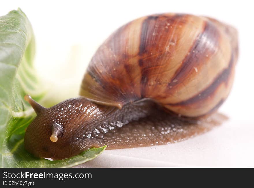 Snail macro