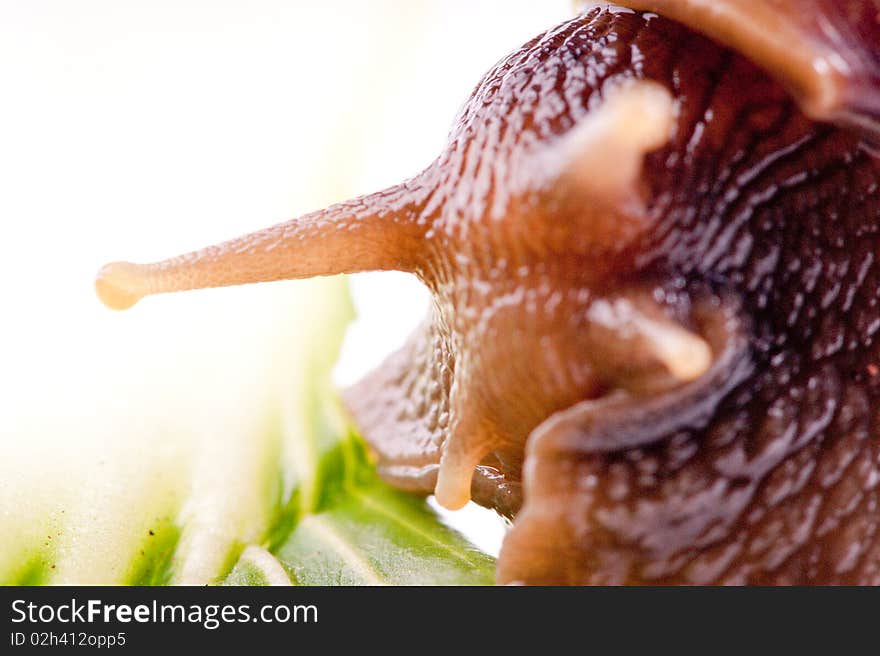 Close up shot of live snail isolated on white background. Close up shot of live snail isolated on white background