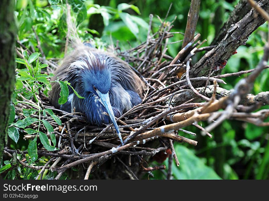 Nesting Little Blue Heron