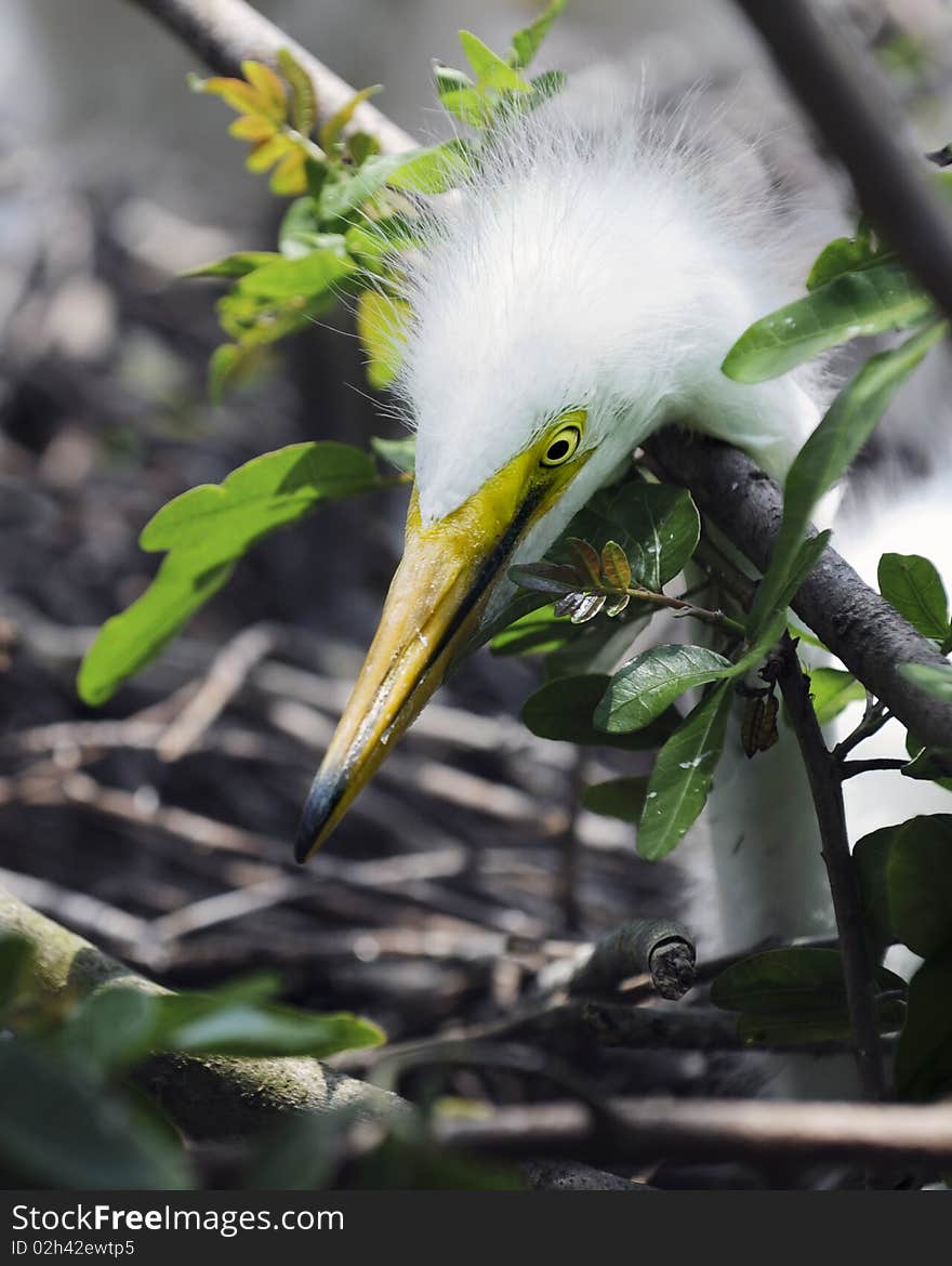 Juvenile Egret Searching