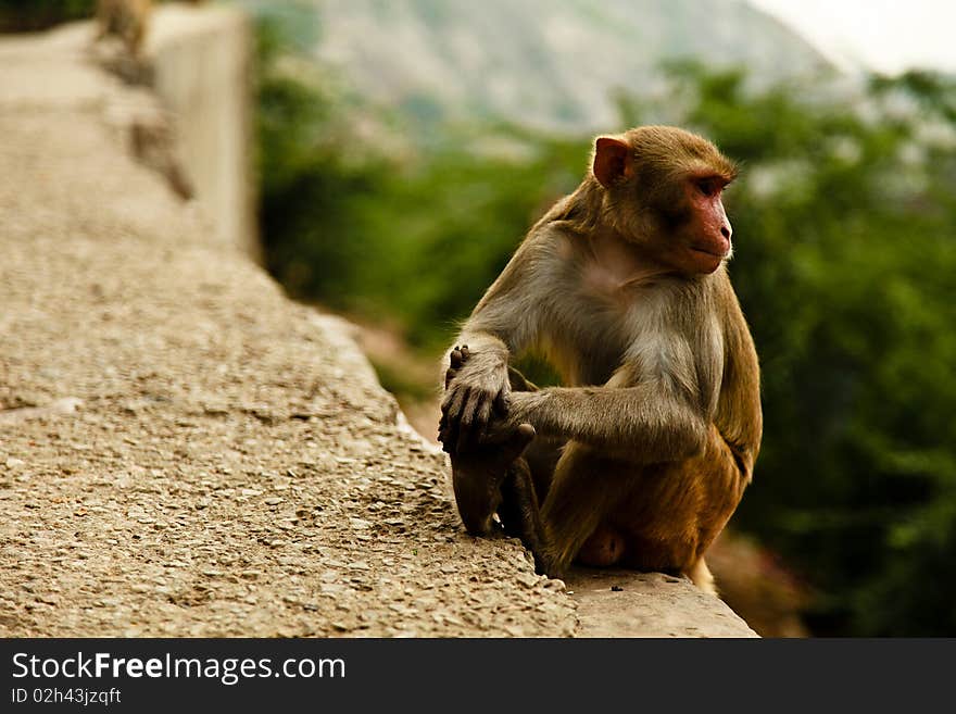 Macaque Monkey