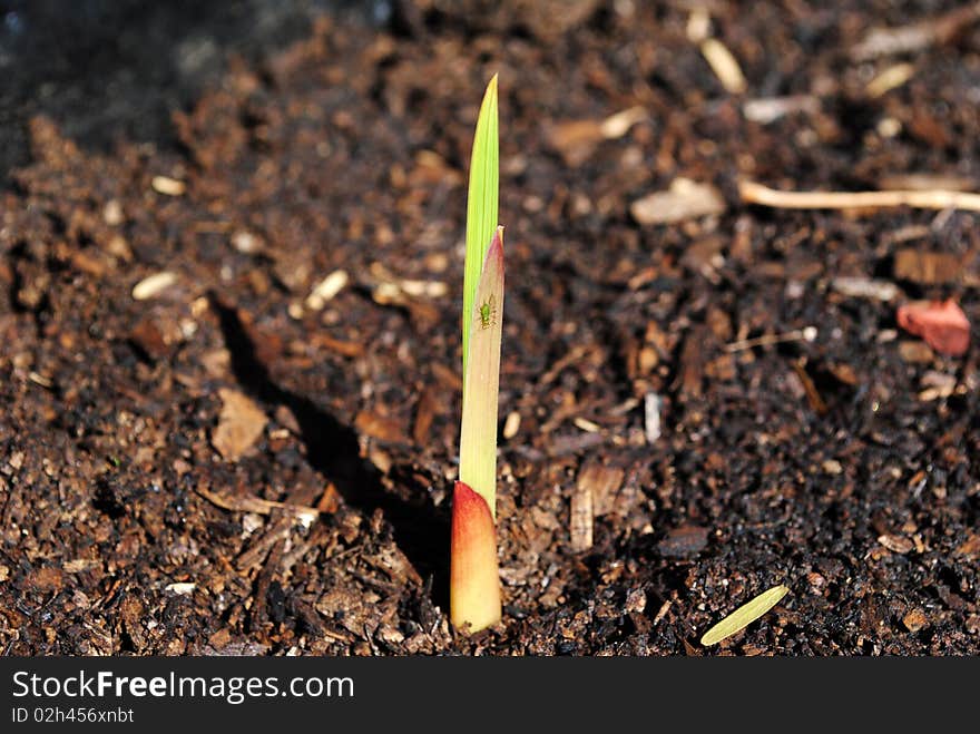 A flower bud growing through soil with an aphid on it. A flower bud growing through soil with an aphid on it