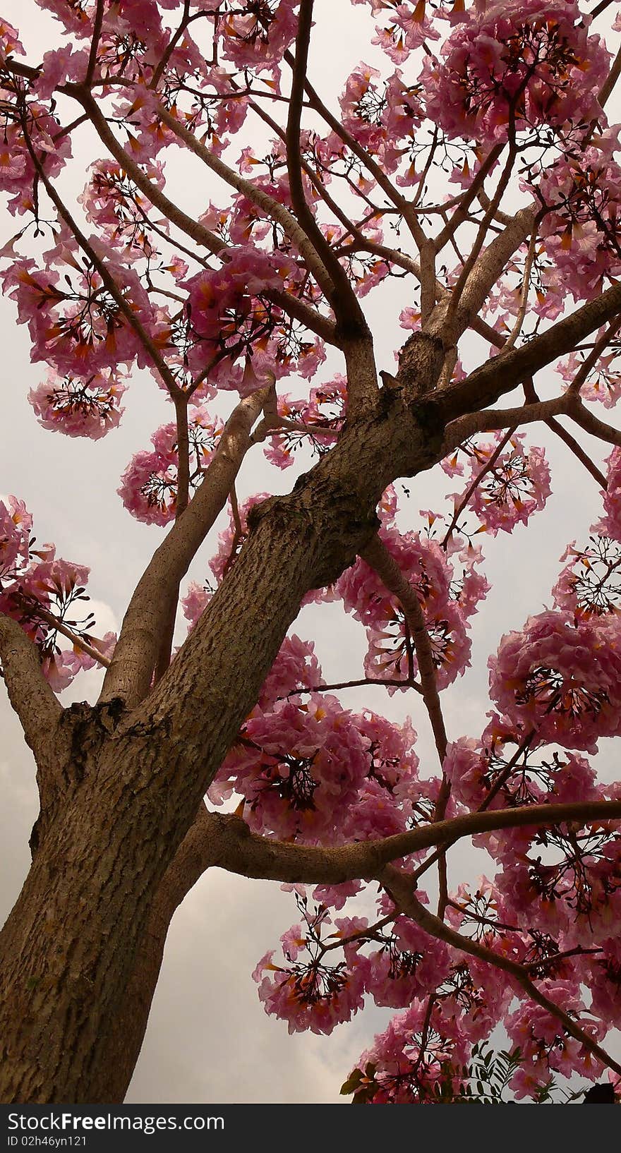 Beautiful autumn tree. Picture taken in 2007.