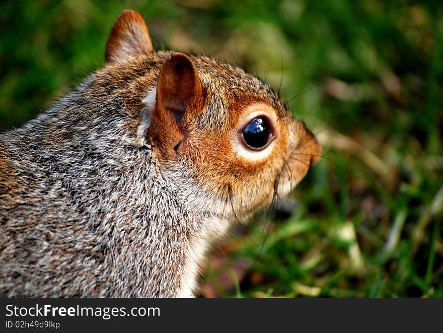 Squirrel - London