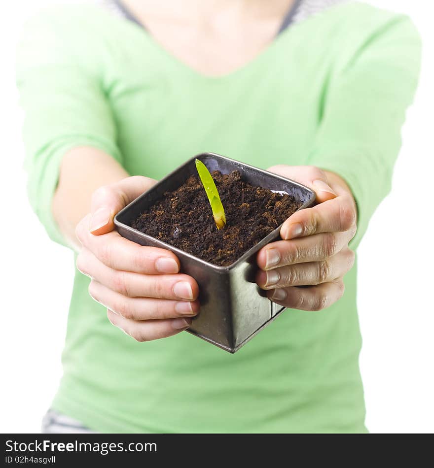 Female holding pot with early Aloe Vera plant. Female holding pot with early Aloe Vera plant