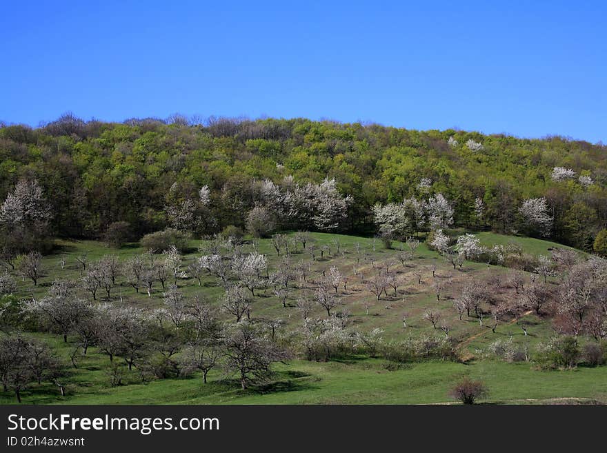 Spring landscape, meadow with trees in bloom