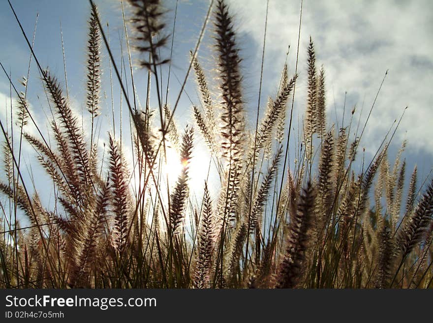 Tall spikes of grass glisten with sun in background. Tall spikes of grass glisten with sun in background