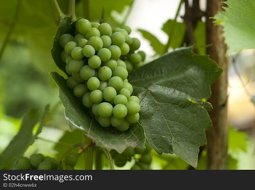 Closeup of white grapes cluster. Closeup of white grapes cluster