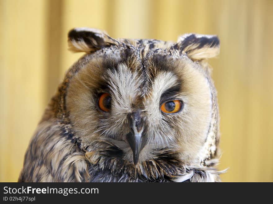 Close-up of Long-eared Owl in a zoo