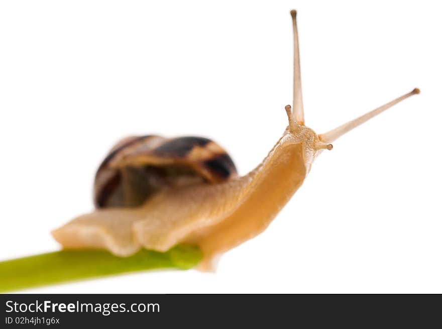 Big garden snail isolated on a white background