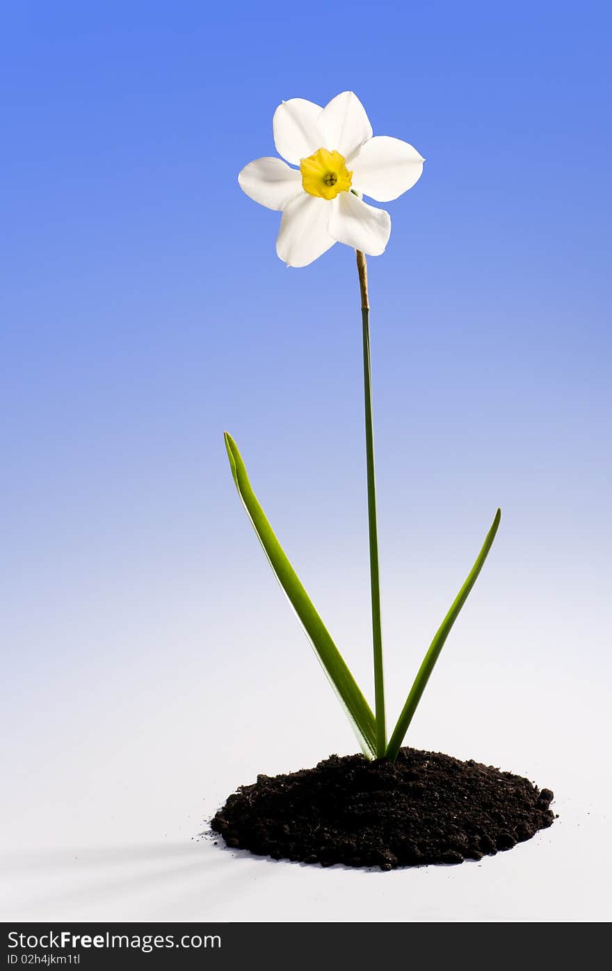 Beautiful springtime narcissus white on a blue background