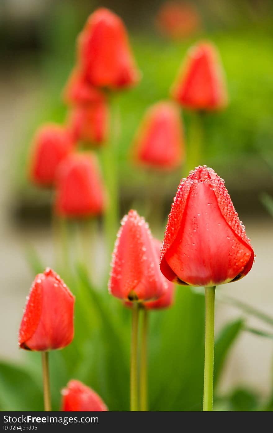 Beautiful springtime tulip on a green background