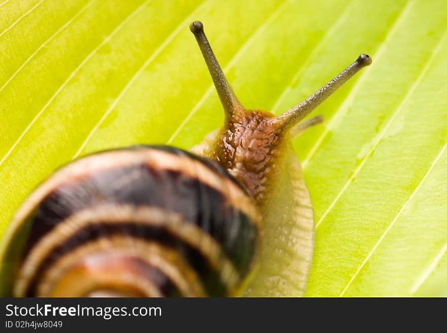 Big garden snail on a leaf background