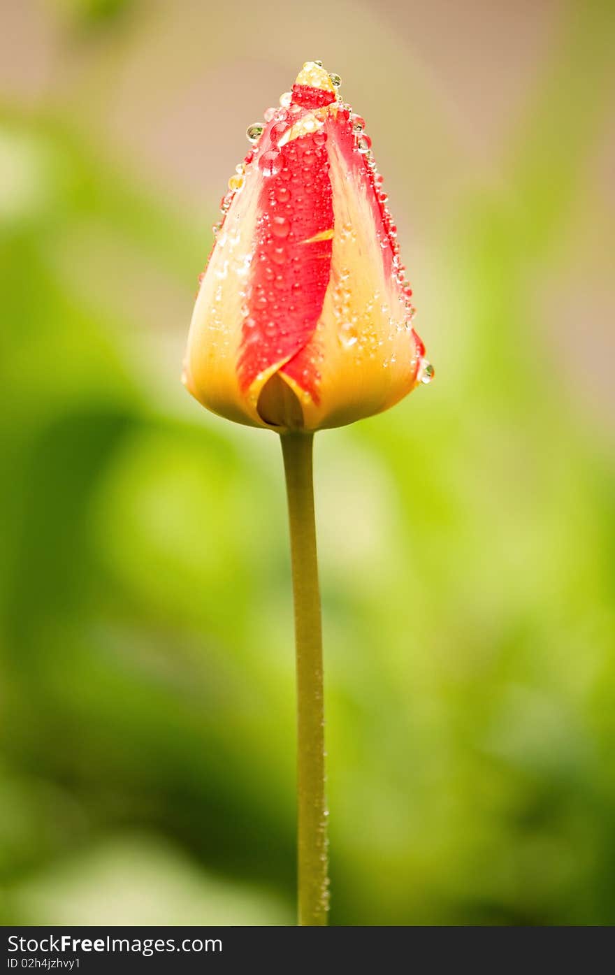 Beautiful springtime tulip on a green background