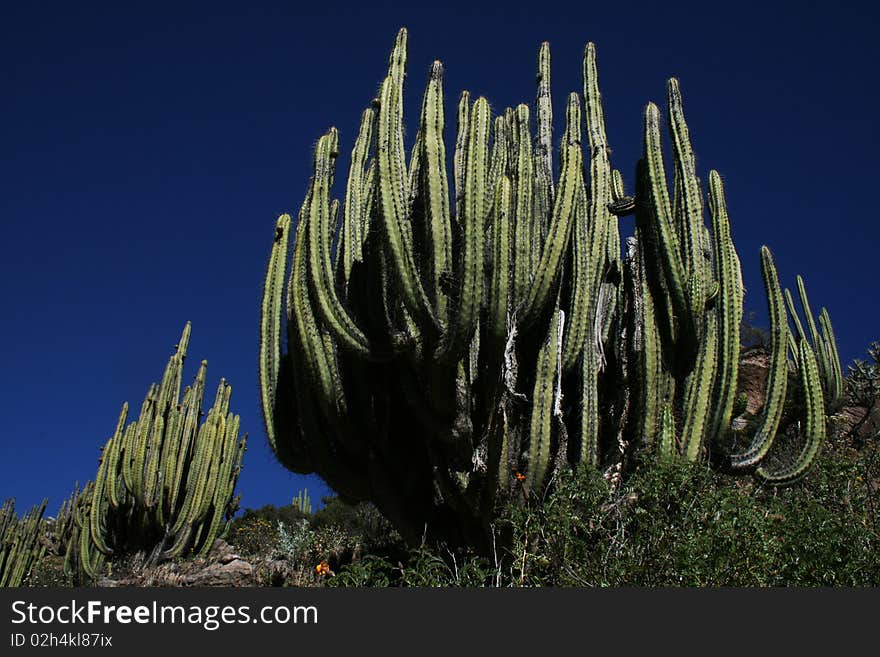 Some cactus