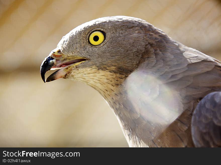 Northern Goshawk