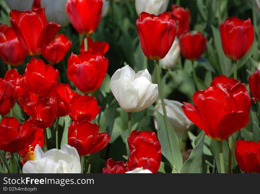 Waxy red and white tulips in the sunlight closeup