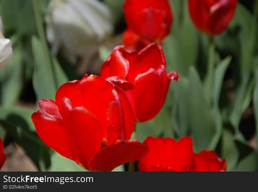 Waxy red and white tulips in the sunlight closeup. Waxy red and white tulips in the sunlight closeup