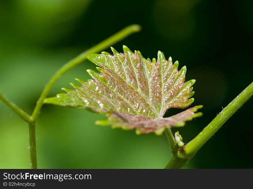 Branch of grape vine on blue background