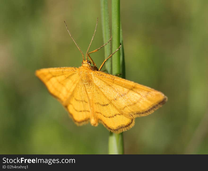 Butterfly cling to a grass in meadow. Butterfly cling to a grass in meadow