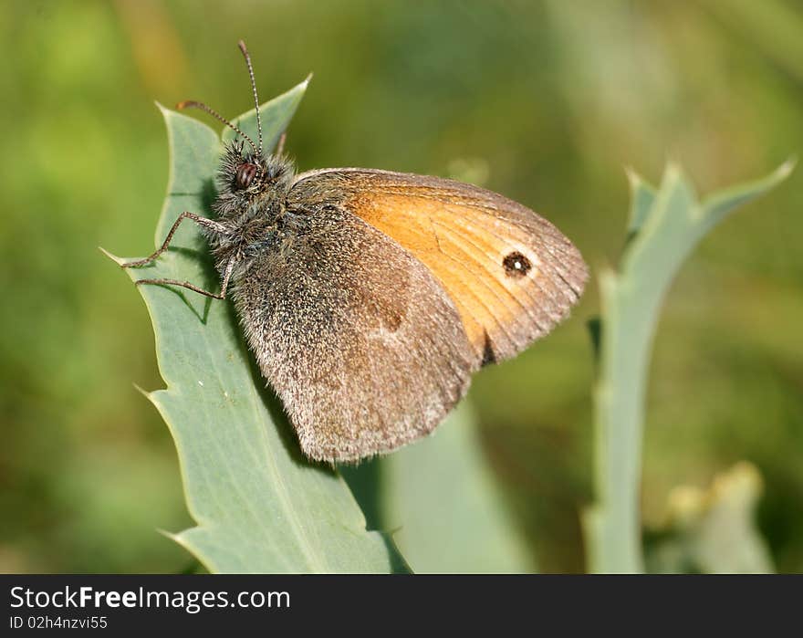 Brown butterfly sit on a plant. Brown butterfly sit on a plant