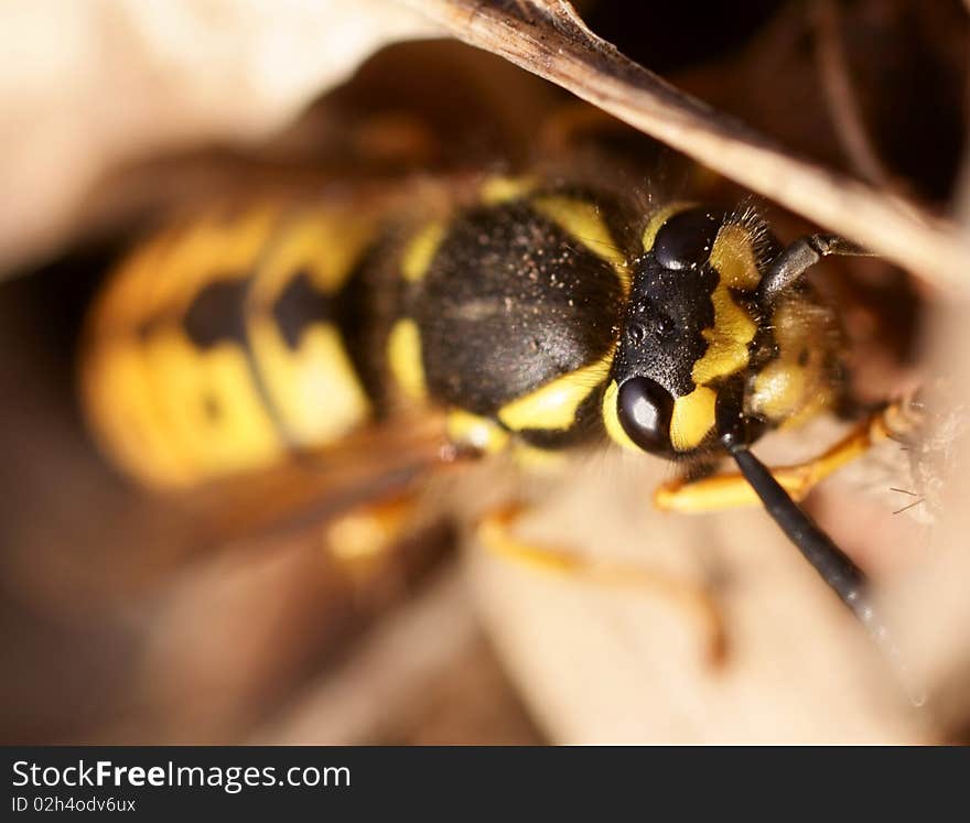 German wasp creep in the moorland. German wasp creep in the moorland