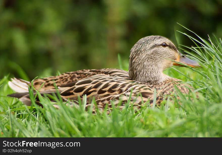 Mallard (anas platyrhynchos) sit in the grass. Mallard (anas platyrhynchos) sit in the grass