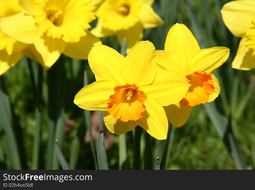 Daffodils blooming in early spring in a park