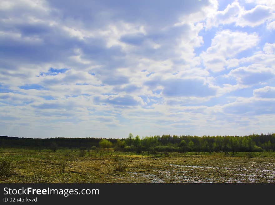 Forest and swamp